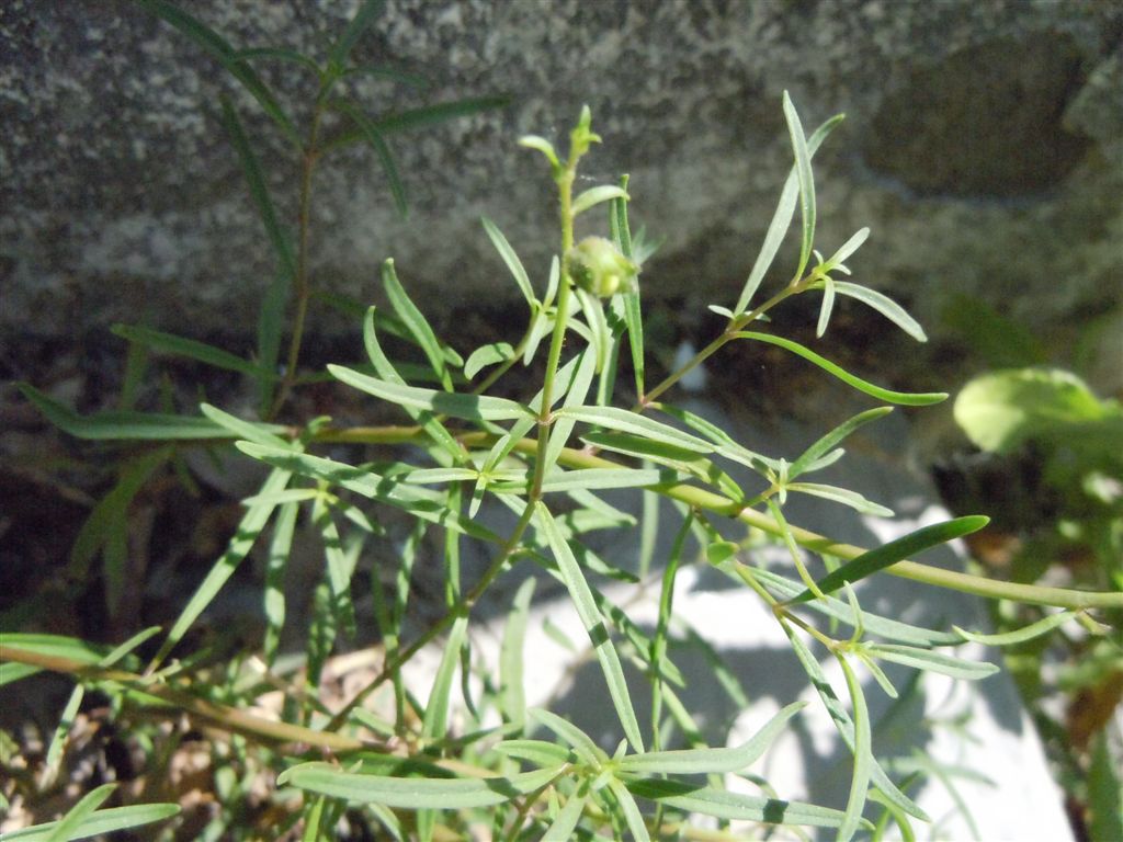 Sconosciuta da identificare - Antirrhinum sp.